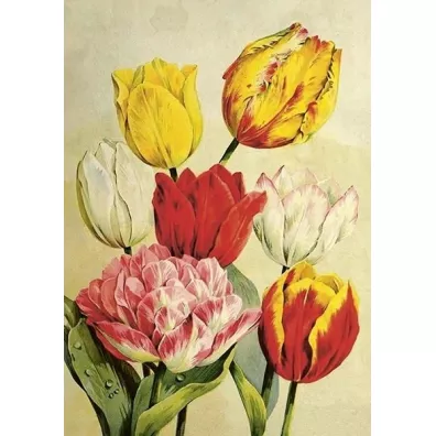 Karnet ST508 B6 + koperta Tulipany