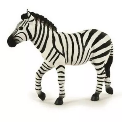 Zebra samiec