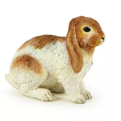 Kr�lik Holland Lop
