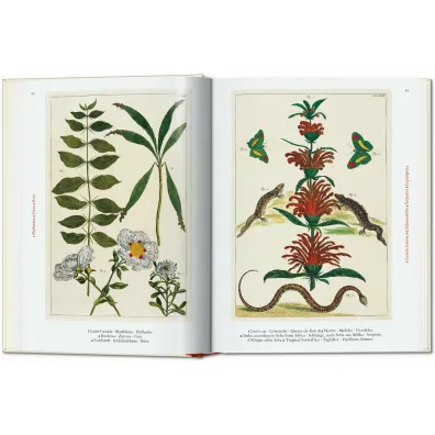 Cabinet of Natural Curiosities wer. angielska