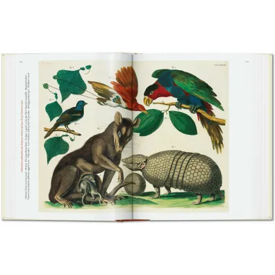 Cabinet of Natural Curiosities wer. angielska