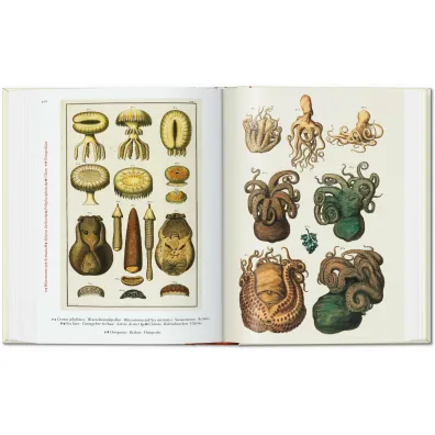 Cabinet of Natural Curiosities wer. angielska