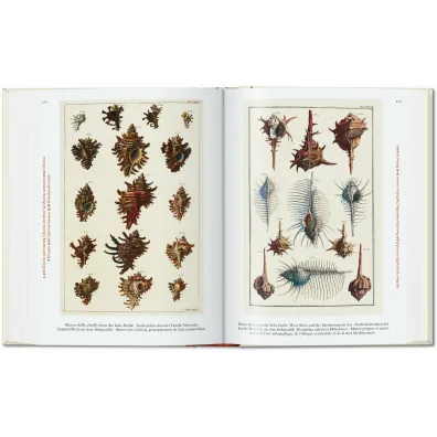 Cabinet of Natural Curiosities wer. angielska
