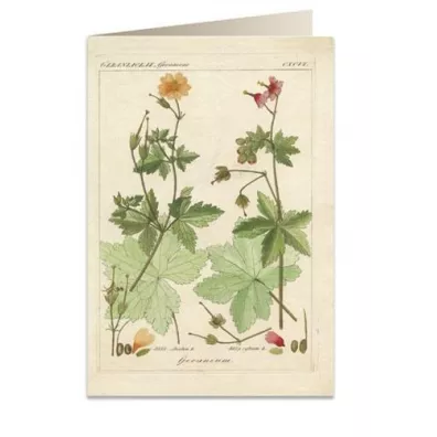 Tassotti Karnet B6 + koperta 6057 Pelargonia pachn�ca