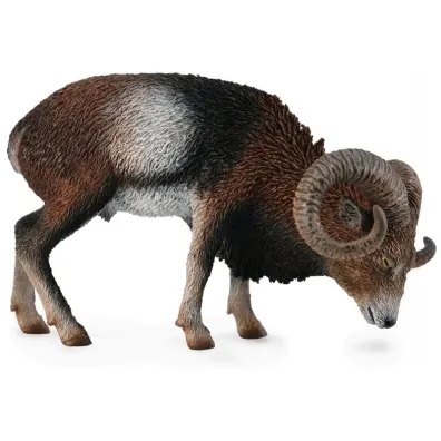 Muflon europejski