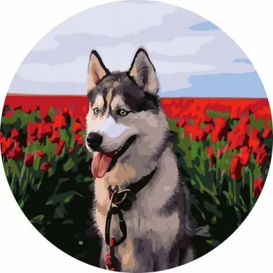 Twoje Hobby Malowanie po numerach okr�g�e - Husky tulipany 40cm