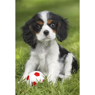 Puzzle 3x48 el. Najs�odsze zwierz�tka Schmidt