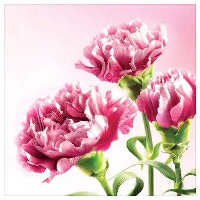 Art Nuvo Karnet kwiatowy KW FF64 r�owe go�dziki
