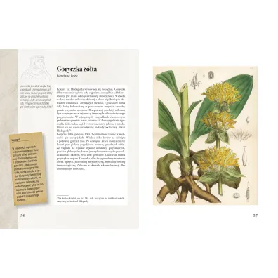 Ilustrowany zielnik Hildegardy z Bingen