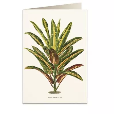 Tassotti Karnet B6 + koperta 6063 Dracena Croton