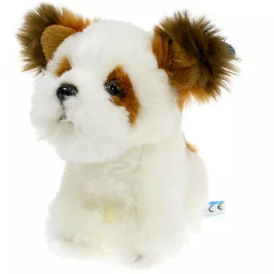 Pies Shih Tzu Dubi Plusz