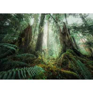 Puzzle 1000 el. Lasy Ravensburger
