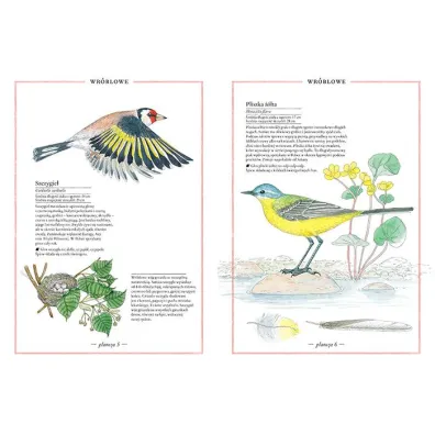 Ilustrowany inwentarz ptakw