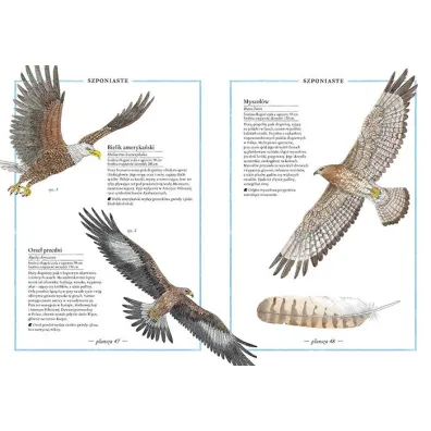 Ilustrowany inwentarz ptakw