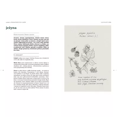 Le�ne gotowanie. Chwasty od kuchni