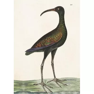 Skona Ting Karnet ST378 B6 + koperta Apteribis