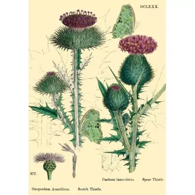 Madame Treacle Karnet B6 brokat z kopert� Natura 6