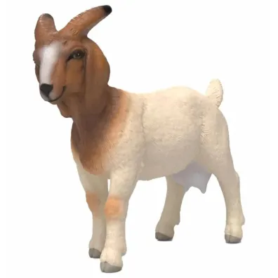 Koza rasy Boer