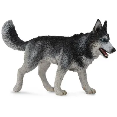 Pies Rasy Siberian Husky