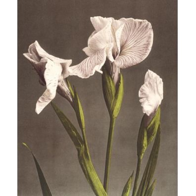 Karnet z kopert Iris Kaempferi 17x14 cm