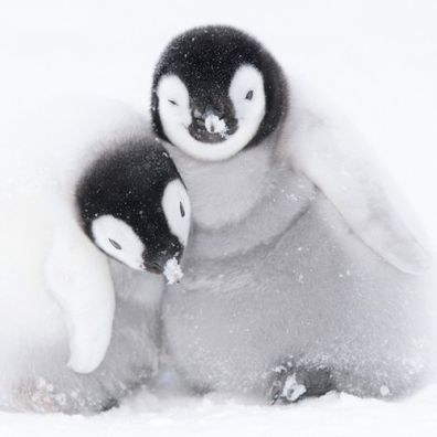 Karnet kwadrat z kopertą A pair of Emperor Penguin