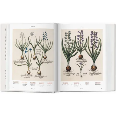 Basilius Besler. Florilegium. The Book of Plants wer. angielska