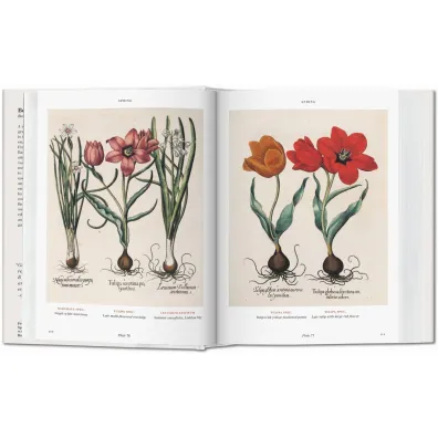 Basilius Besler. Florilegium. The Book of Plants wer. angielska