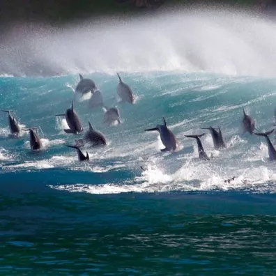 Karnet kwadrat z kopert Surfing Bottlenose Doplhi