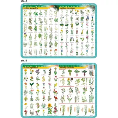 Visual System Podk�adka edukacyjna. Ro�liny pospolite, chronione