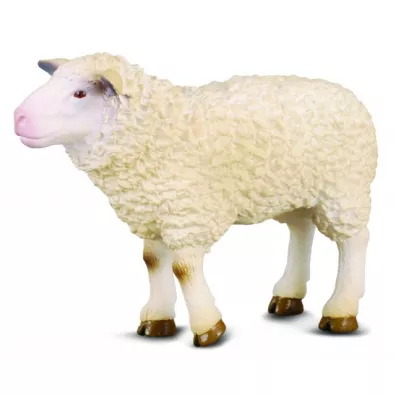 Owca