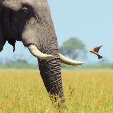 Museums & Galleries Karnet kwadrat z kopert� African Bull Elephant