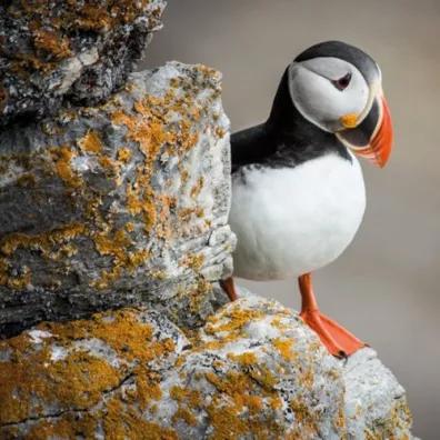 Museums & Galleries Karnet kwadrat z kopert�. BBC Earth. Puffin