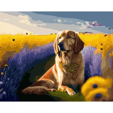 Twoje Hobby Malowanie po numerach + z�ota farba - Z�oty pies.. 40x50cm