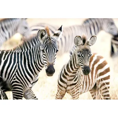 Puzzle 1000 el. Young Zebras Castorland