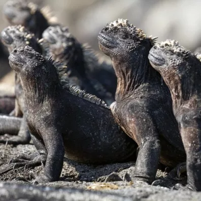 Museums & Galleries Karnet kwadrat z kopert� Marine Iguanas