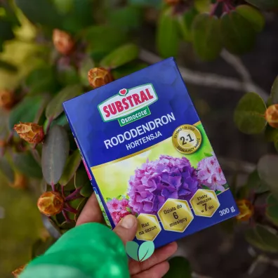 Substral Nawz Rododendron do rolin kwanolubnych 300 g