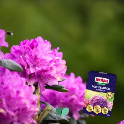 Substral Nawz Rododendron do rolin kwanolubnych 300 g