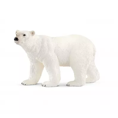 Nied�wied� polarny