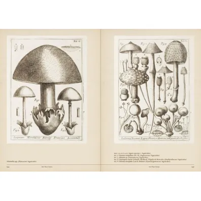 Mushroom Botanical Art wer. angielska