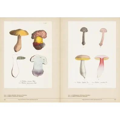 Mushroom Botanical Art wer. angielska