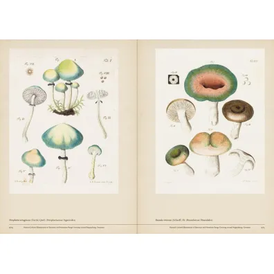 Mushroom Botanical Art wer. angielska