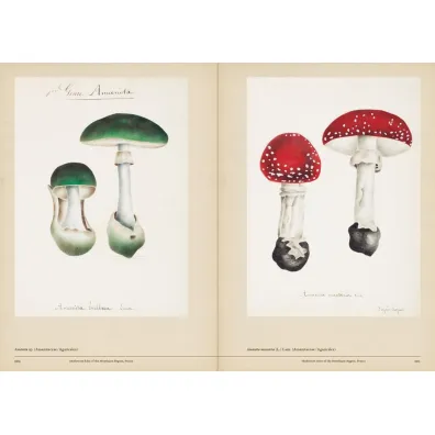 Mushroom Botanical Art wer. angielska