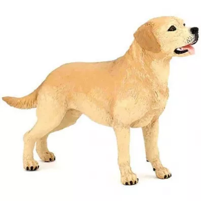 Labrador
