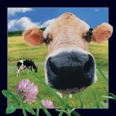 Worth Keeping Poczt�wka 3D Krowa