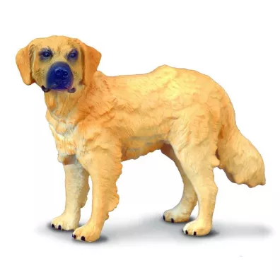 Pies golden retriever
