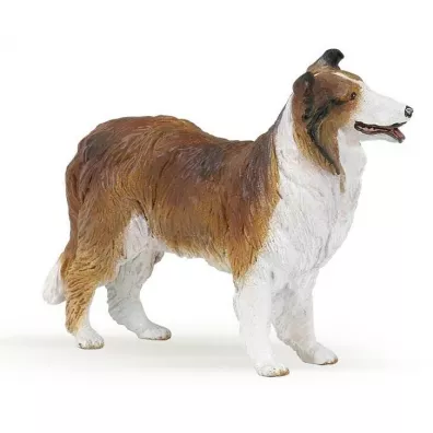 Owczarek Collie