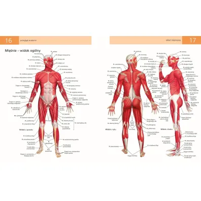 Anatomia ruchu. Podr�cznik �wicze�