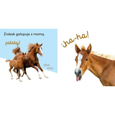 Powiedz hau!