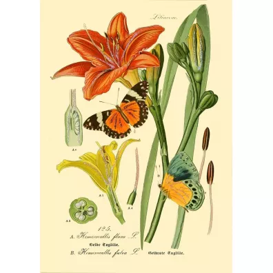 Madame Treacle Karnet B6 brokat z kopert� Natura 3