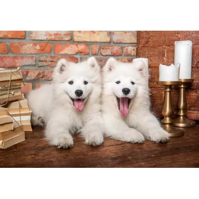 Puzzle 1000 el. Samoyed Puppies Say Hello Castorland